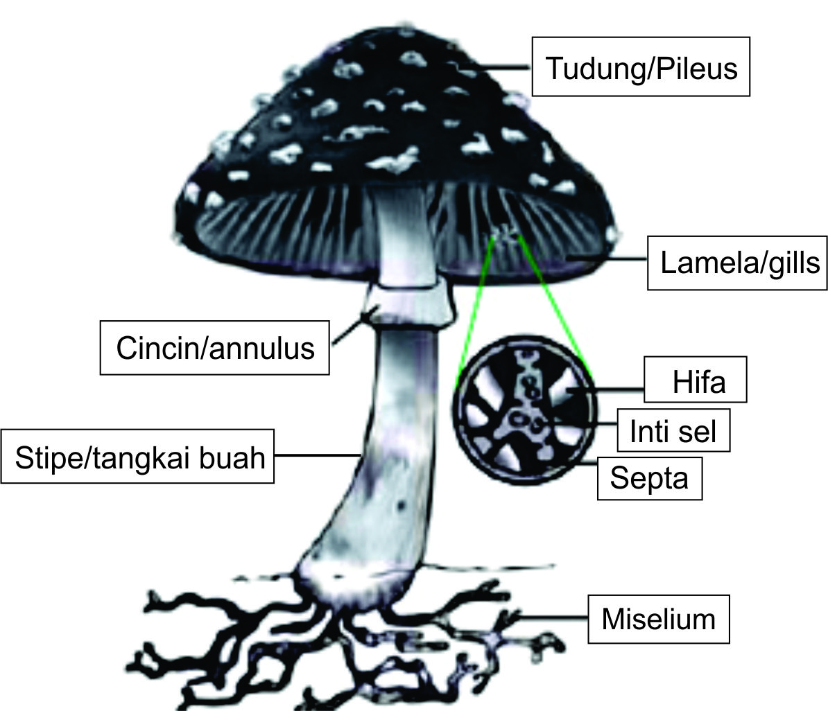 Basidiomycota Karakteristik Basidiomycota