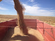 Cereal harvesting days... machinery has changed a lot / Cosecha de cereales... mucho ha cambiado la maquinaria