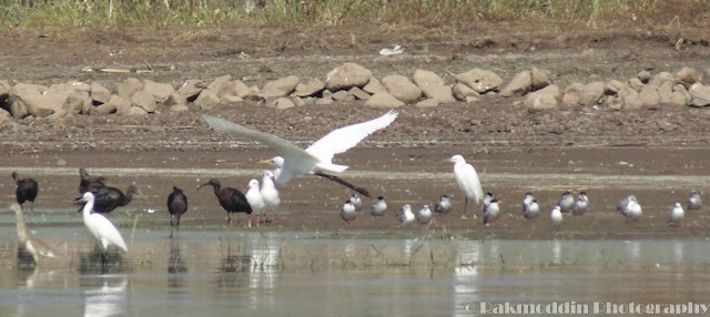 Migrated bird watching at Bhigwan kumbargaon - Simply amazing experience