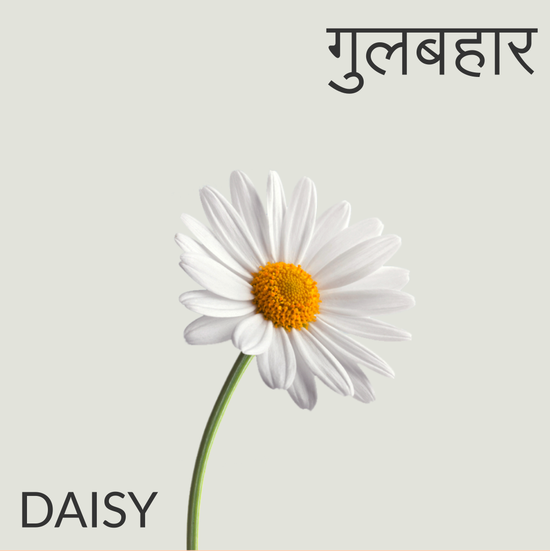 Flowers name in Hindi and English