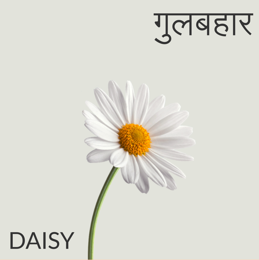 Daisy daisyyy