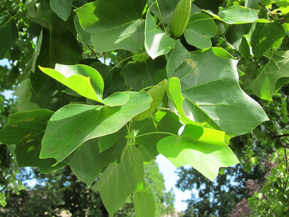 Tulip Poplar Trees Quick Facts And Pictures tulip-poplar-trees-quick-facts-and-pictures