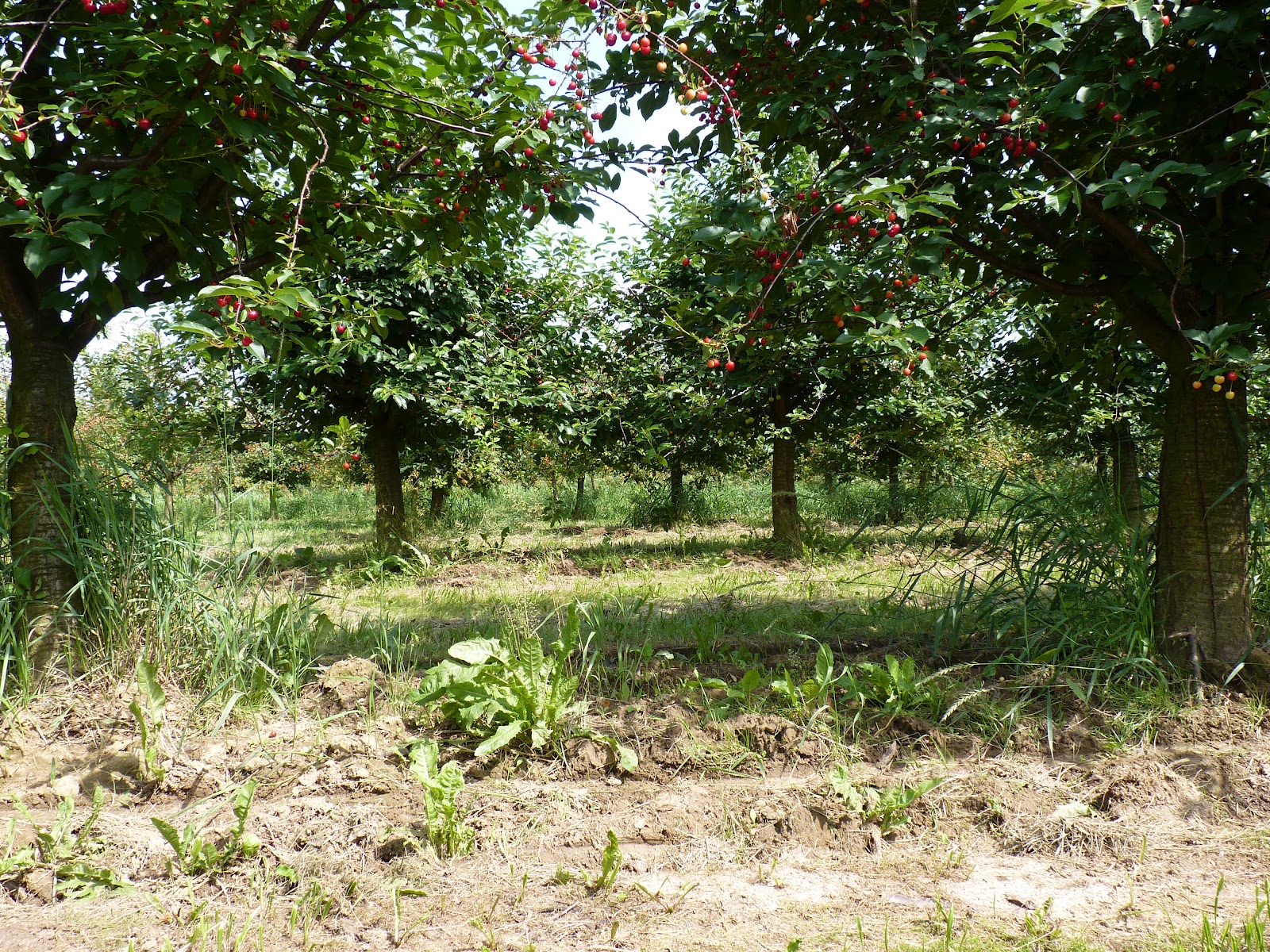 agra cultura Kirschplantage