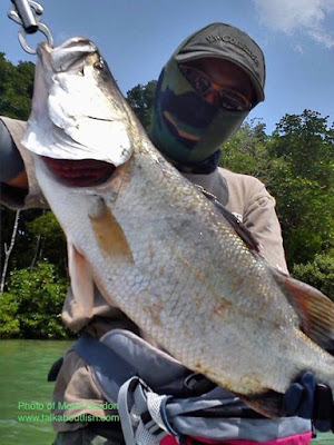 Giant Sea Perch, Barramundi