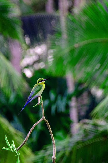 blue birds wallpapers blue birds wallpapers