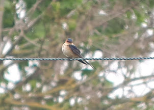 Red-rumped Swallow