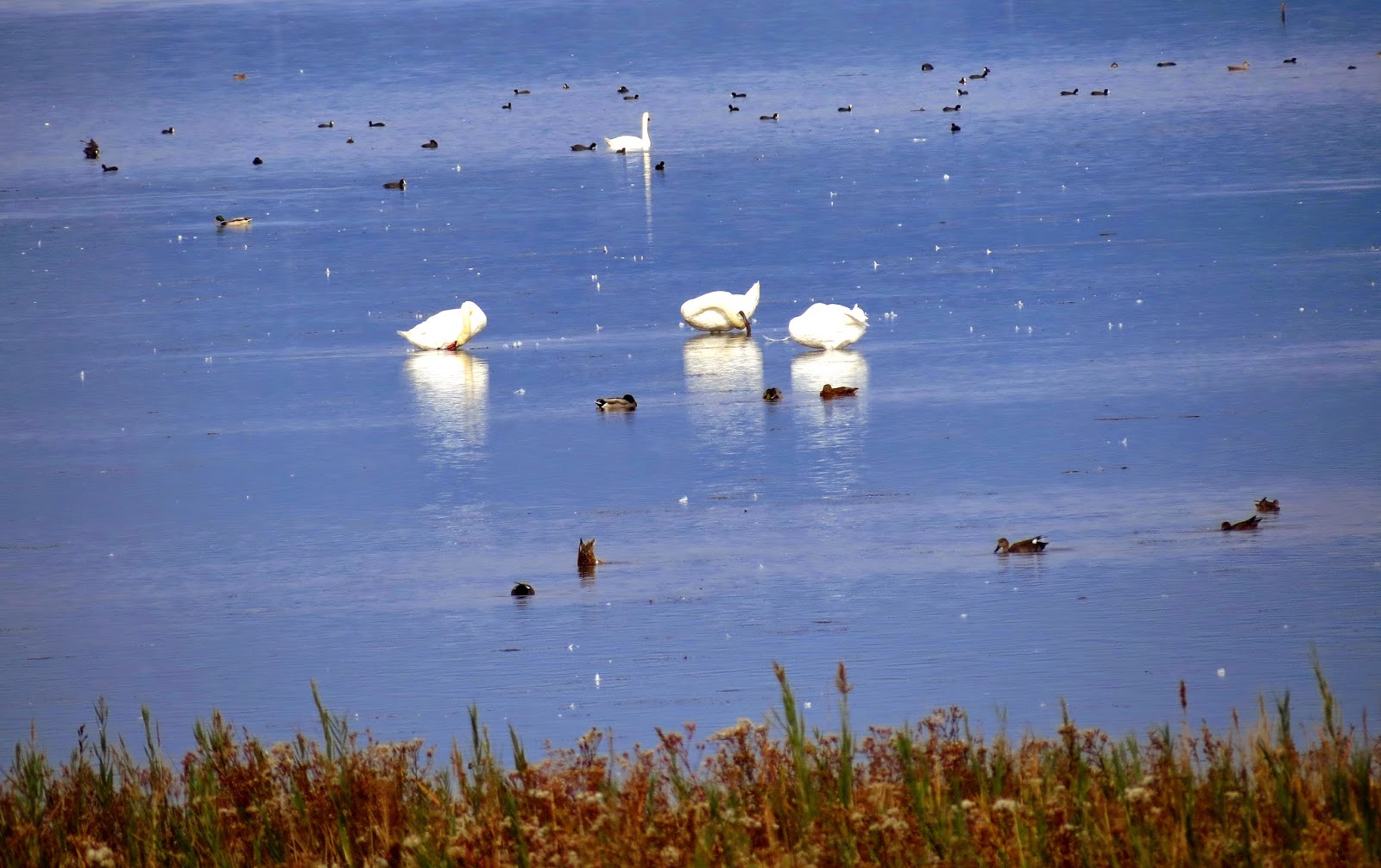OltreCoscienza andrea nicola Lido di Staranzano Quarantia