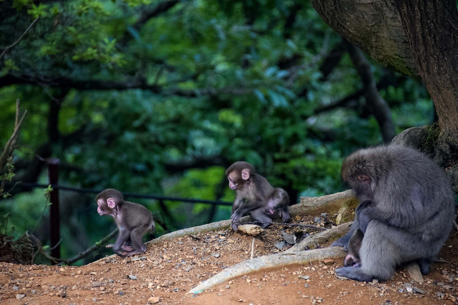 iwatayama monkey park