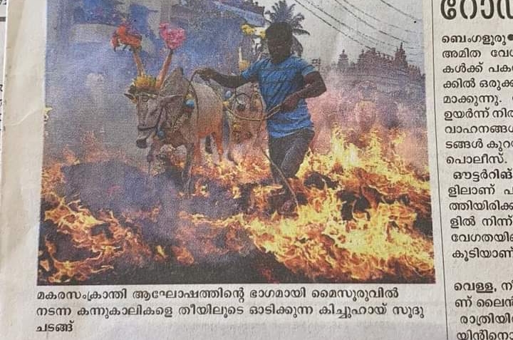 evil practice, driving cattle through fire as part of a ritual