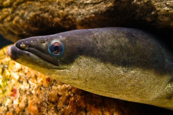 contoh ikan euryhaline