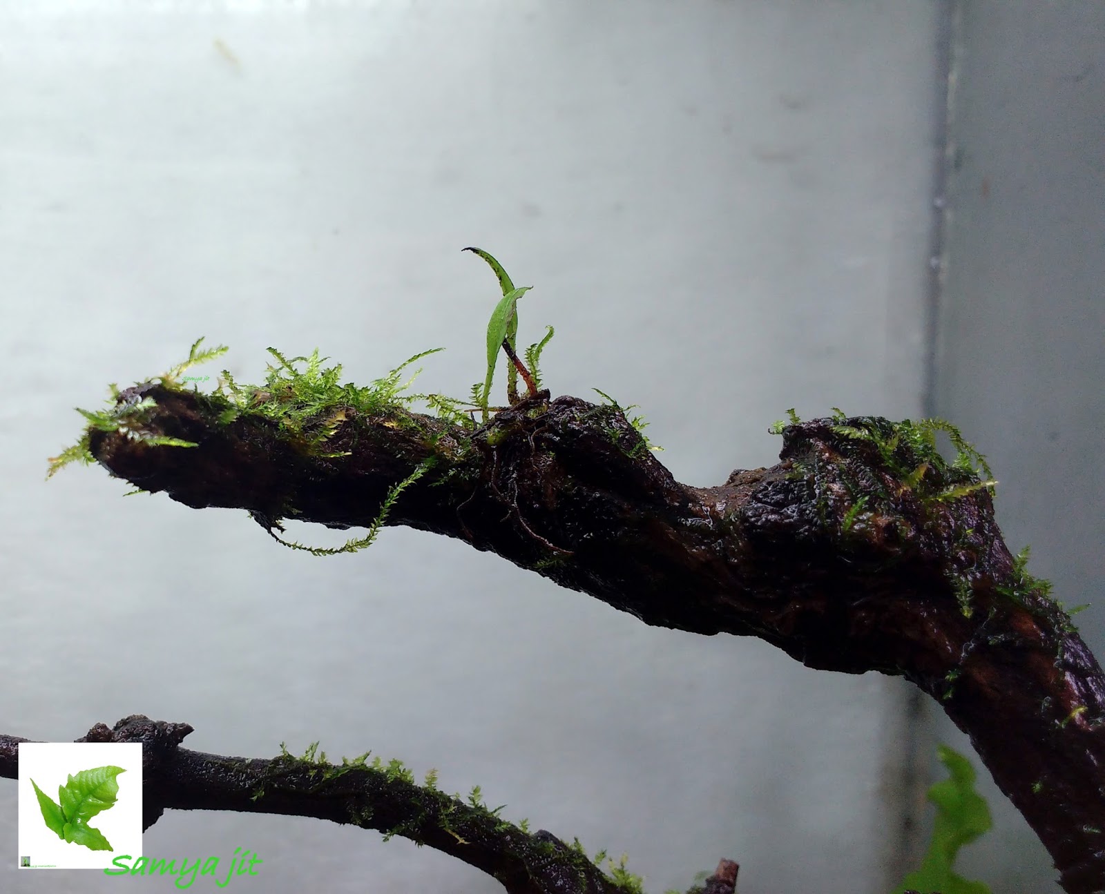 NATIVE AQUATIC Paludarium with native indian plants