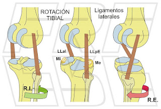 La rotación tibial y los ligamentos laterales.