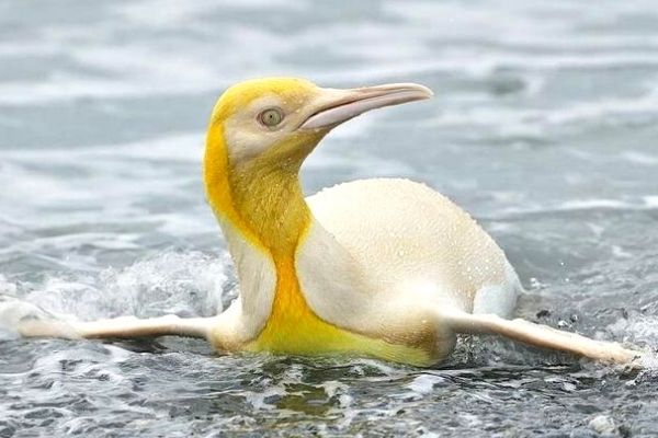 Pinguim-rei ultra-raro amarelo