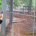 Berkunjung Ke Kebun Bintan Mini Zoo Di Kijang, Bintan Kepri