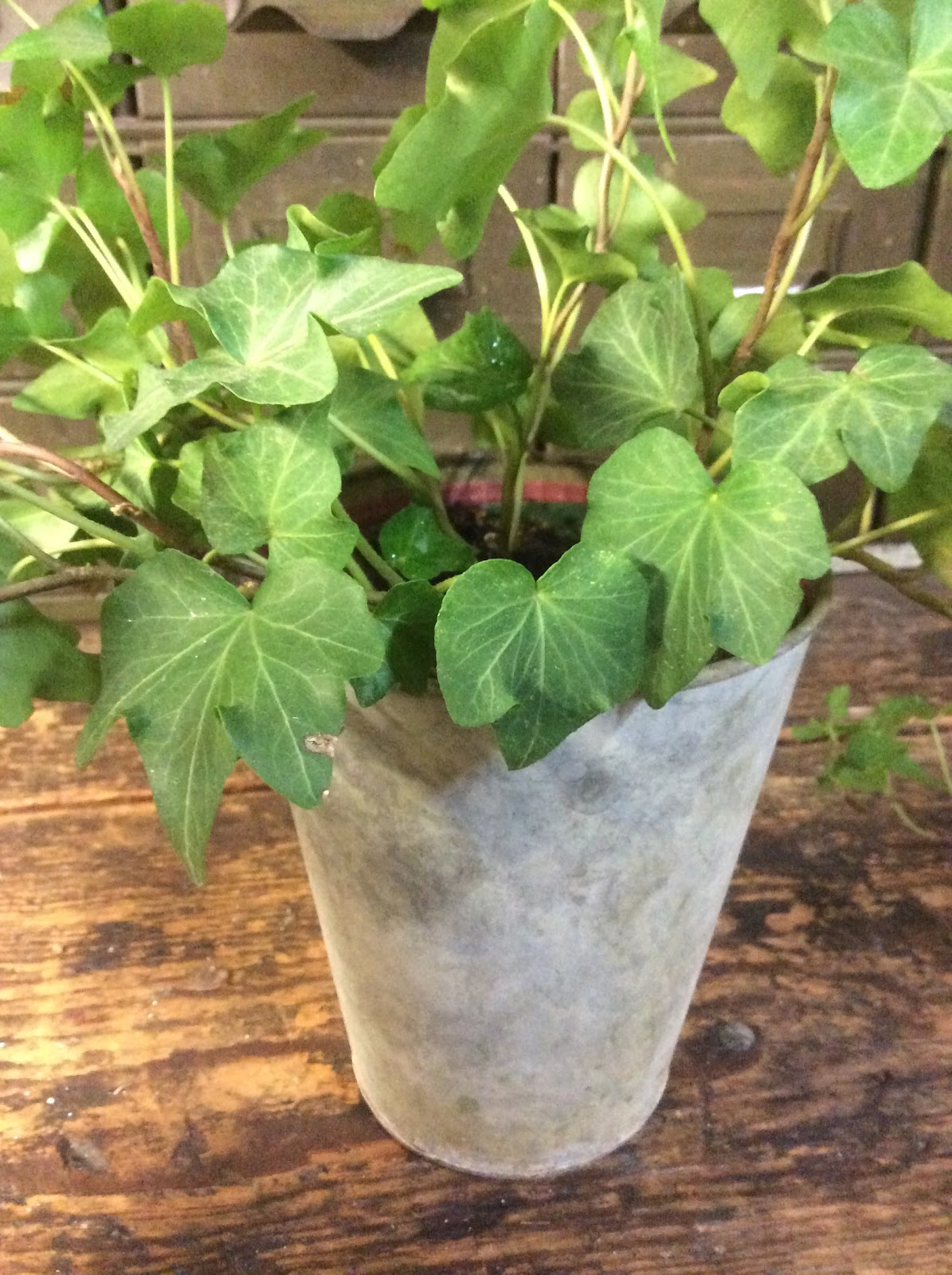 Fresh Vintage by Lisa S DIY HeartShaped Ivy Topiary