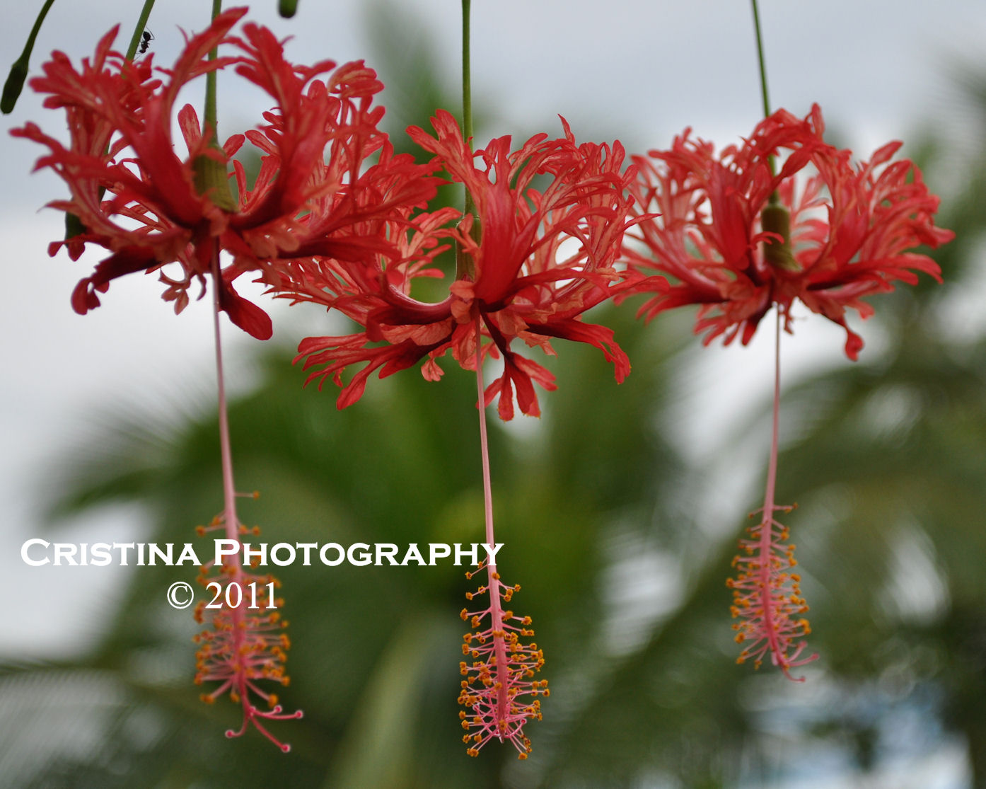 Flowers of Panama