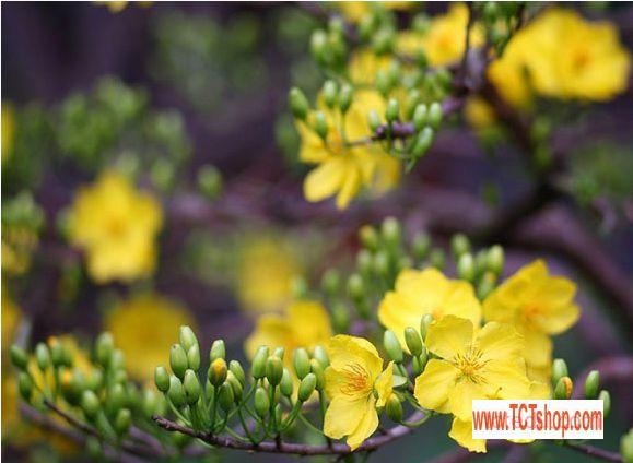 Du xuân qua các vườn hoa ở miền Tây sông nước Du xuân qua các vườn hoa ở miền Tây sông nước