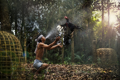 Memandikan Ayam Bangkok