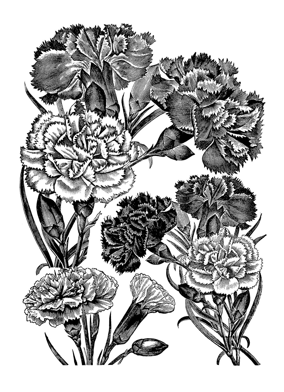 Digital Stamp Design Printable Transfer Flower Carnation Artwork