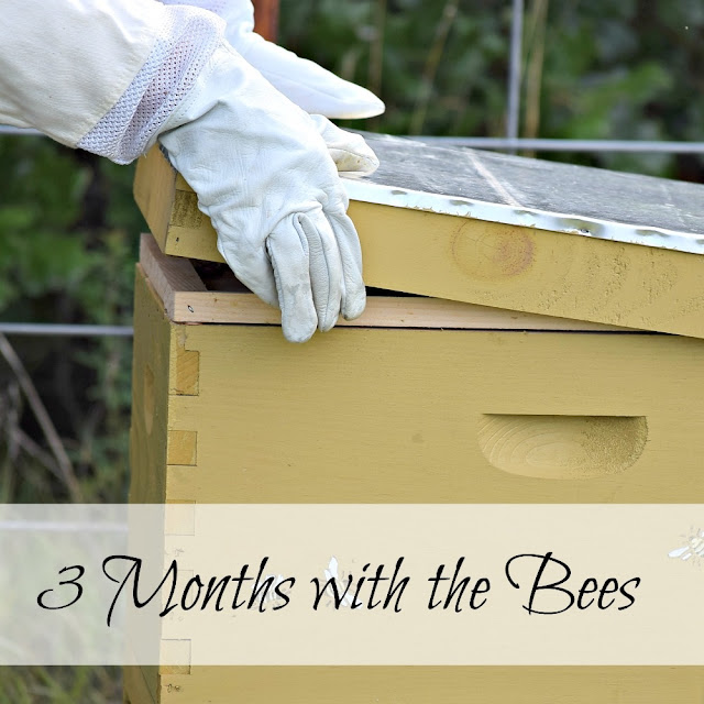 I've been a beekeeper now for three months. I've learned so much, and I have so much more to learn!