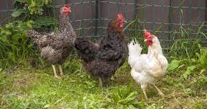 Geopolitické manévry v kurníku