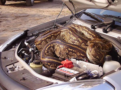 Large Rock Python Found in Car Engine After It Takes a Joy Ride! | Damn