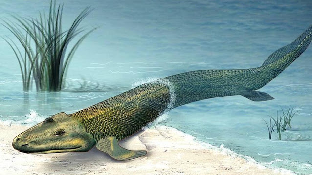 Тиктаалик,  переходное звено между рыбами и наземными животными. Обитал на планете 375 млн лет назад.