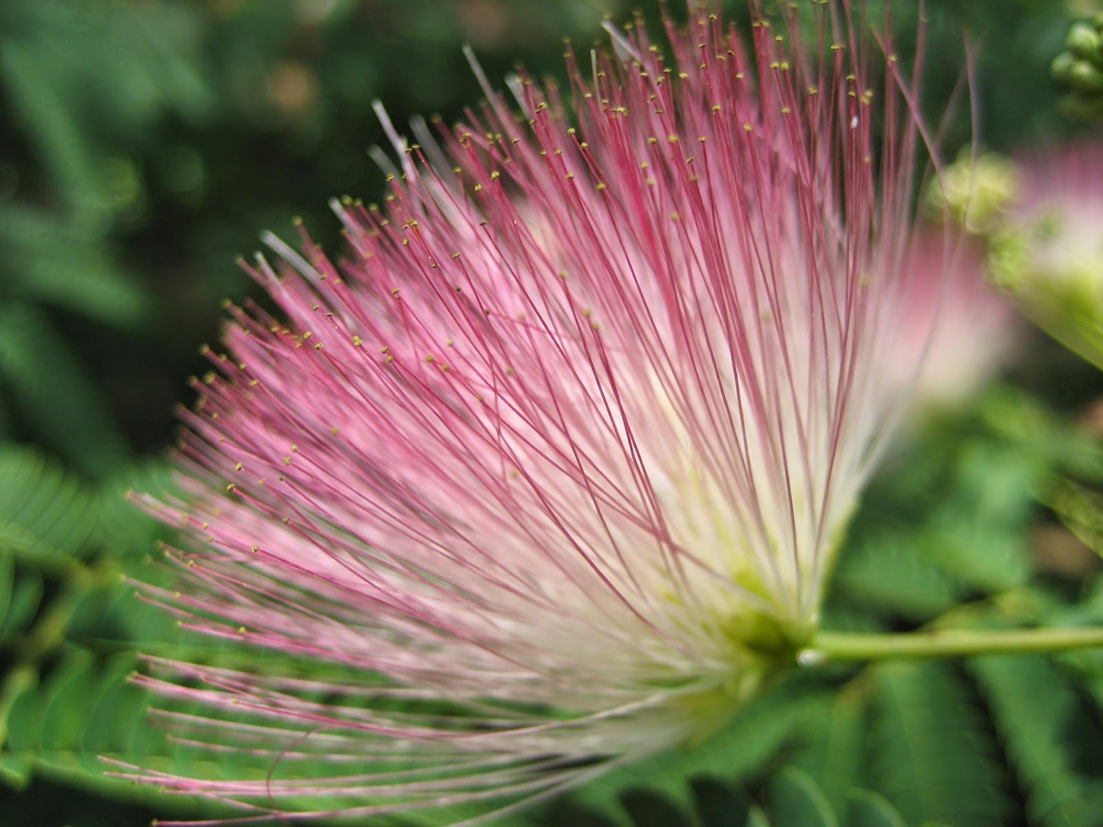 12 Semi Di Albizia Julibrissin Merlot Majik – Albero Ornamentale Dai Fiori Rossi - Foto 6