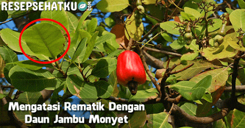 Mengatasi Rematik Dengan Daun Jambu Monyet Mengatasi Rematik