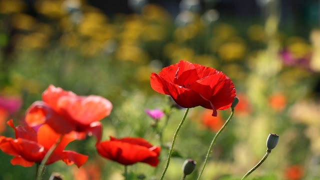 Poppies red iPhone flowers and table wallpaper