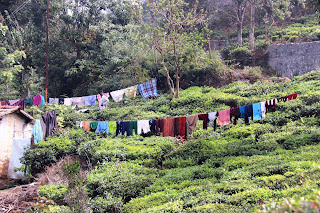 Photo of Among the Gaurs at Kotagiri 24/71 by Balachandra