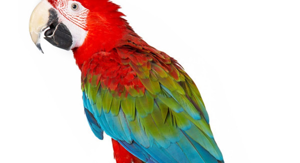 leptitludeparlemonde psittacisme céquoimême