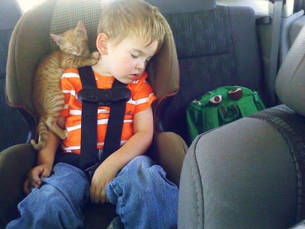 صور قطط مضحكه صور قطط مضحكه