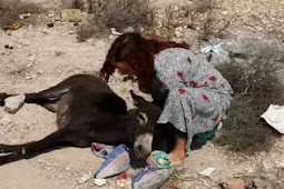 سيدة استرالية تنقذ حمارا من الموت بمدينة اكادير 