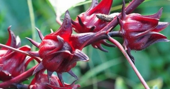 Hibiscus Flower Bloom Tea Recipe