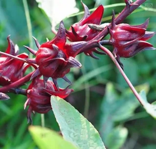 African sorrel plant