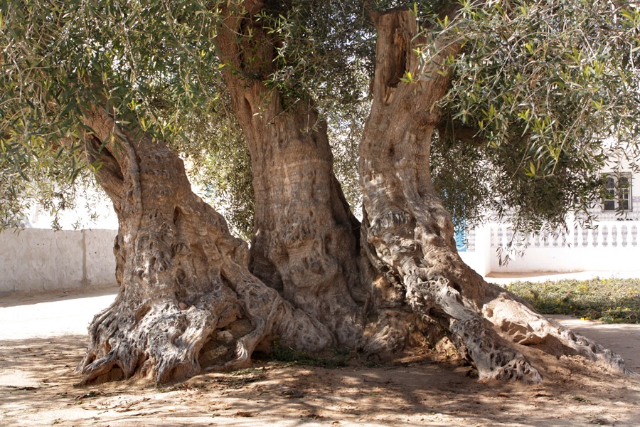 OLEA Ancient Olive Trees In Mediterranean Countries TUNISIA From olea-ancient-olive-trees-in-mediterranean-countries-tunisia-from
