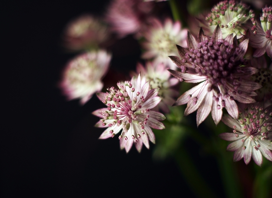 Blog + Fotografie by it's me! - Sterndolde Astrantia, Blütenstände