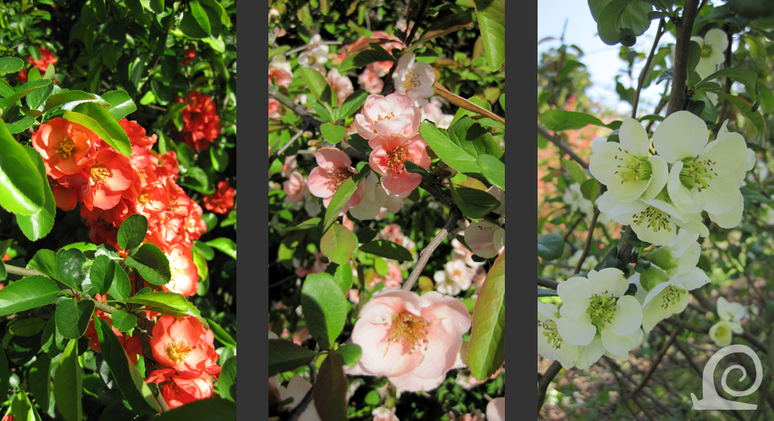 From The Garden Of Zen The Flowers Of Boke Chaenomeles Speciosa