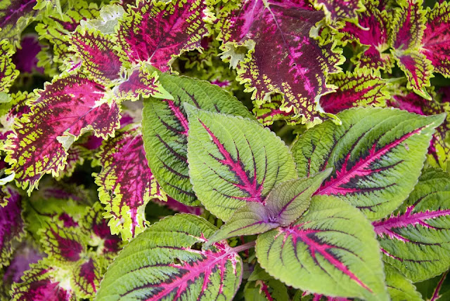 Coleus