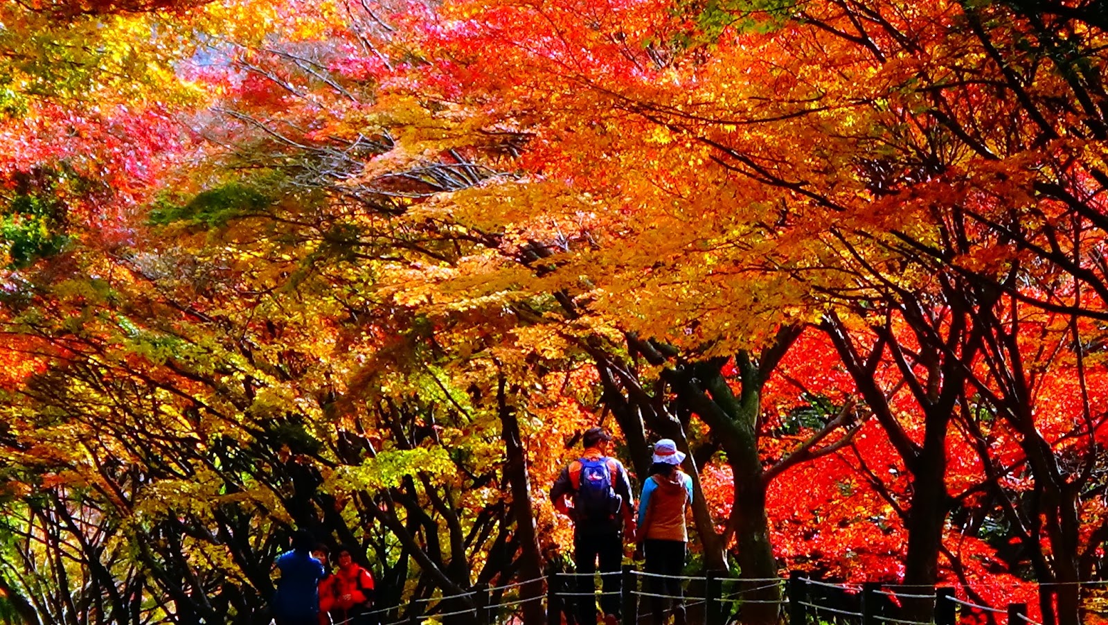 Musim Gugur di Korea Selatan