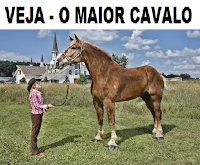  osmaiorespelomundo.com.br/o-maior-cavalo-do-mundo