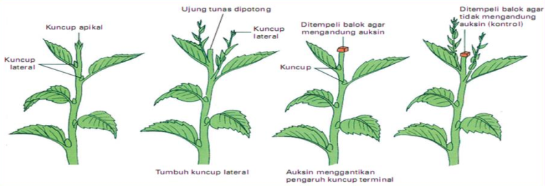 Para pedagang buah biasanya memetik buah sebelum masak. setelah beberapa hari buah disimpan atau dia