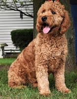 Spencer The Goldendoodle Black N White Sunday Blizzard In Minnesota
