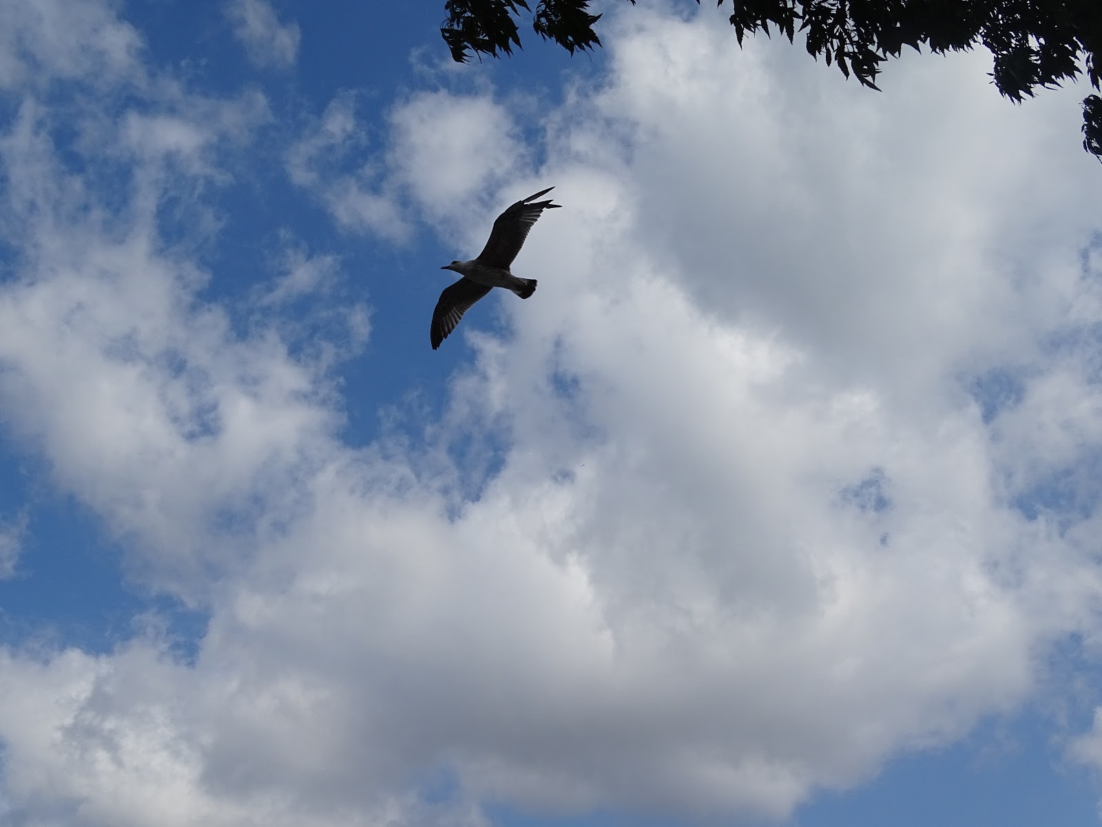 Fala Inanma Falsiz Kalma