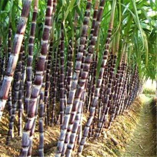 Сахарный тростник в австралии
