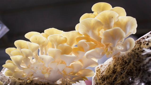 Scope of Mushroom Business in Maharashtra, India