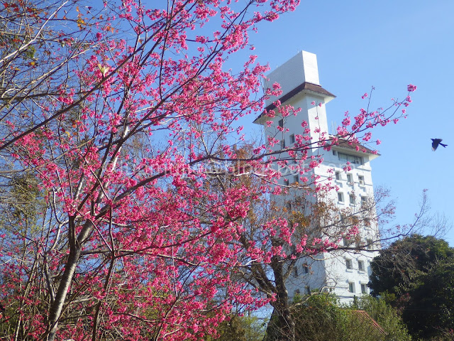 Taichung cherry blossoms