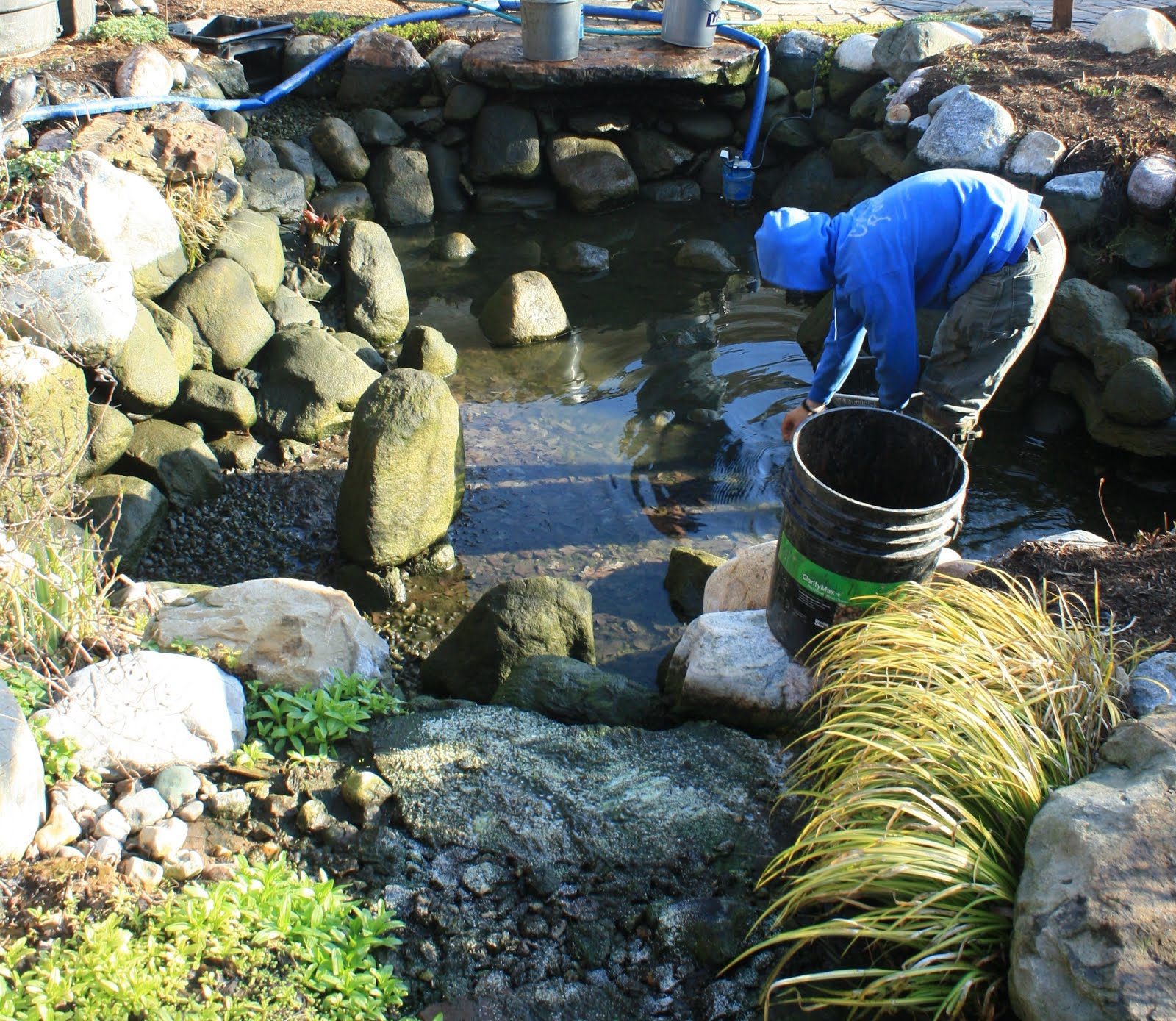 koi-pond-fall-maintenance8.jpg