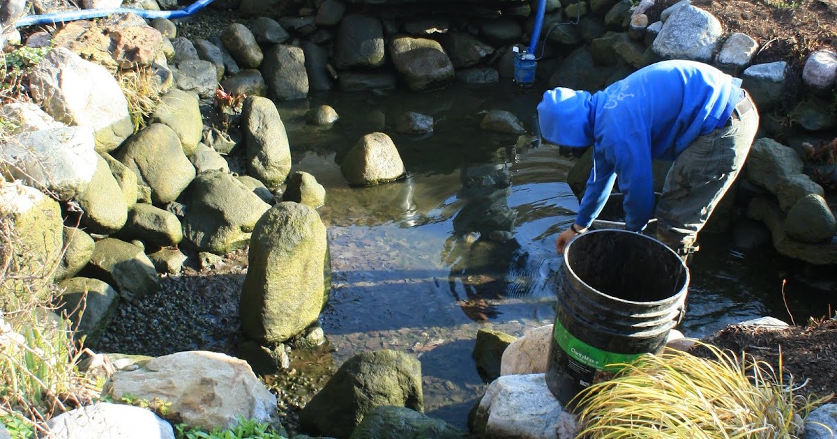 koi-pond-algae-in-winter-2